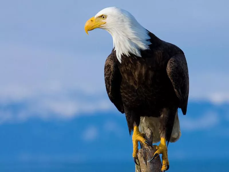 bald eagle