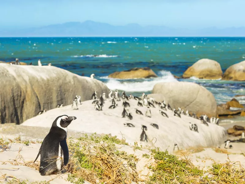 Colony of african penguins on rocky beach in South Africa