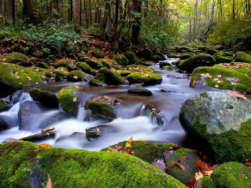 River in Great Smoky Mountains