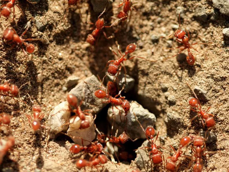 Red ants