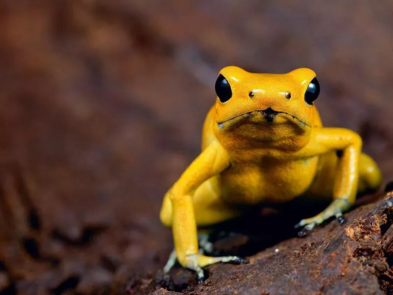 Golden poison frog