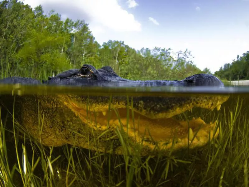 Alligator in the Everglades