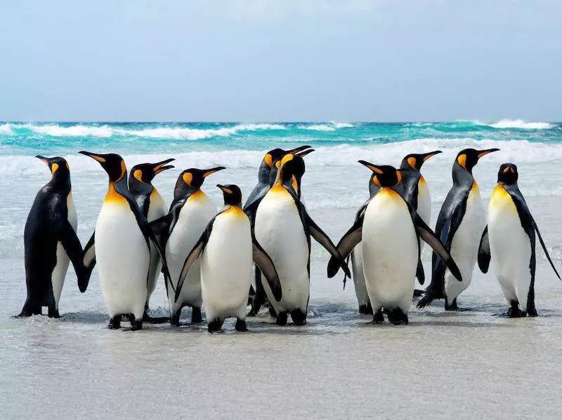 Falkland Islands