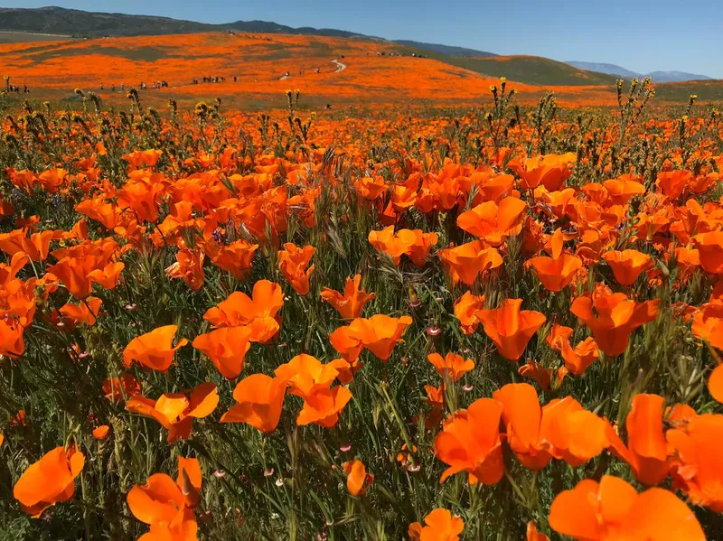 California Poppy Superbloom