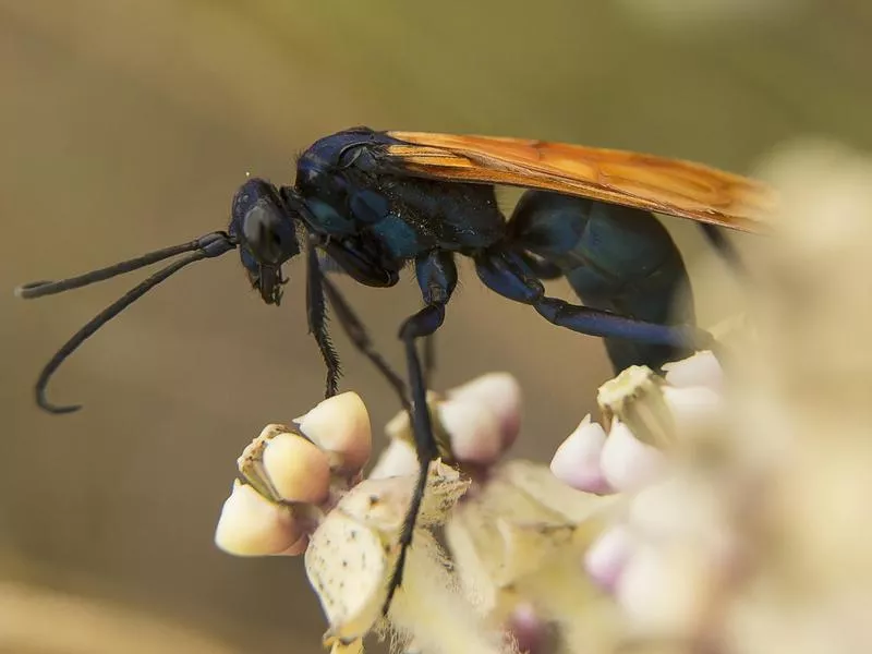 Tarantula Hawk