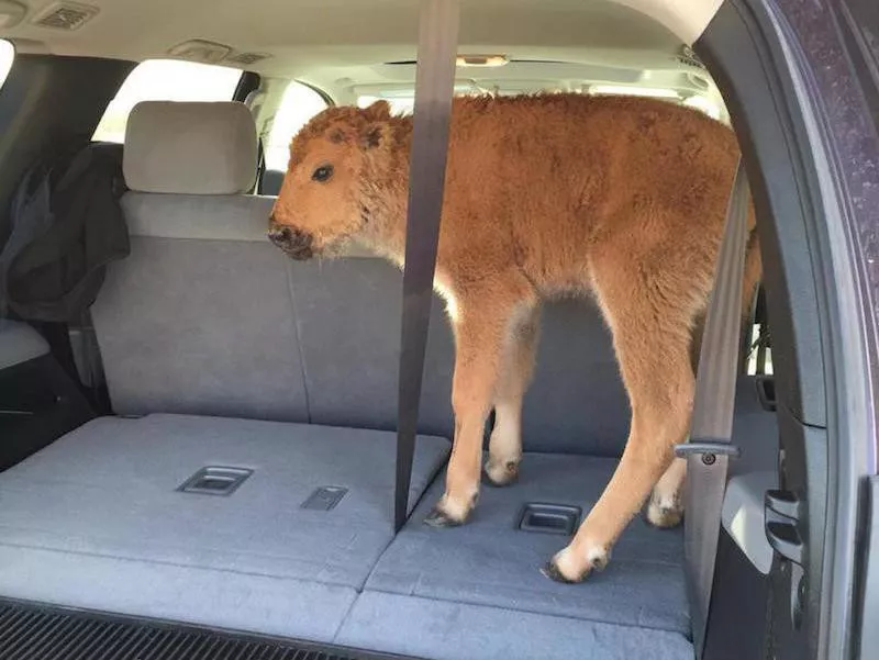 Bison calf