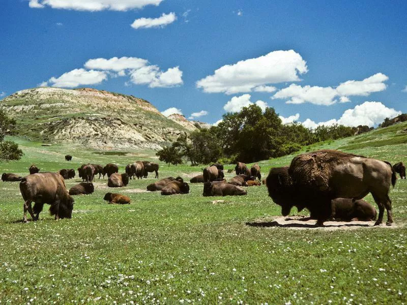 Theodore Roosevelt National Park