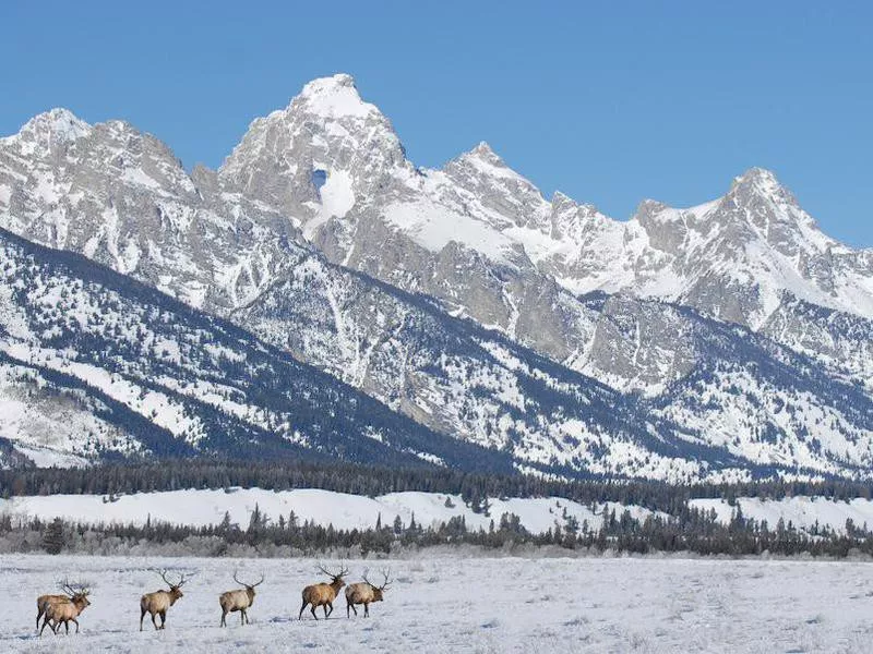 Yellowstone