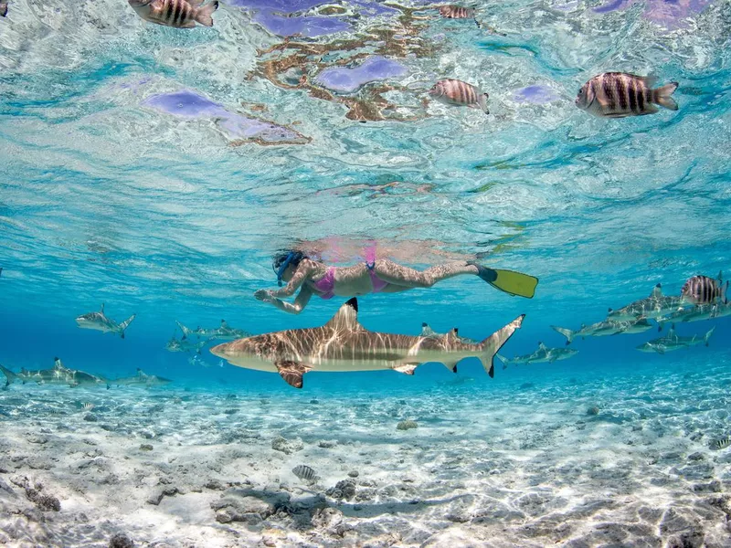 Encounter with black tip sharks in Bora Bora