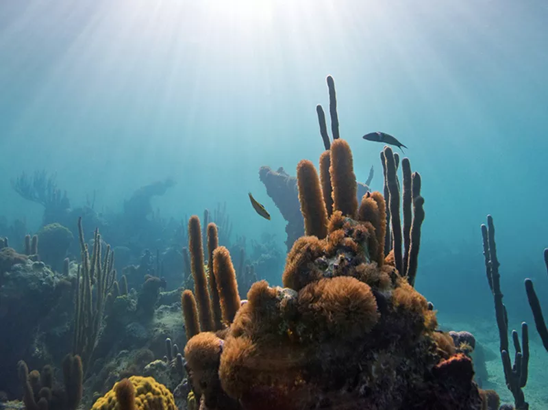 Bight Reef Turks and Caicos