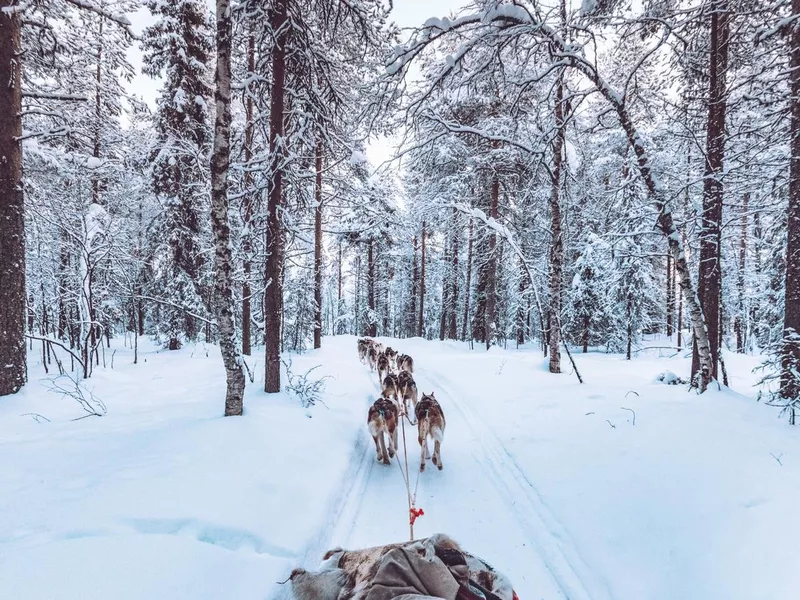 Husky dog sledding in Lapland, Finland