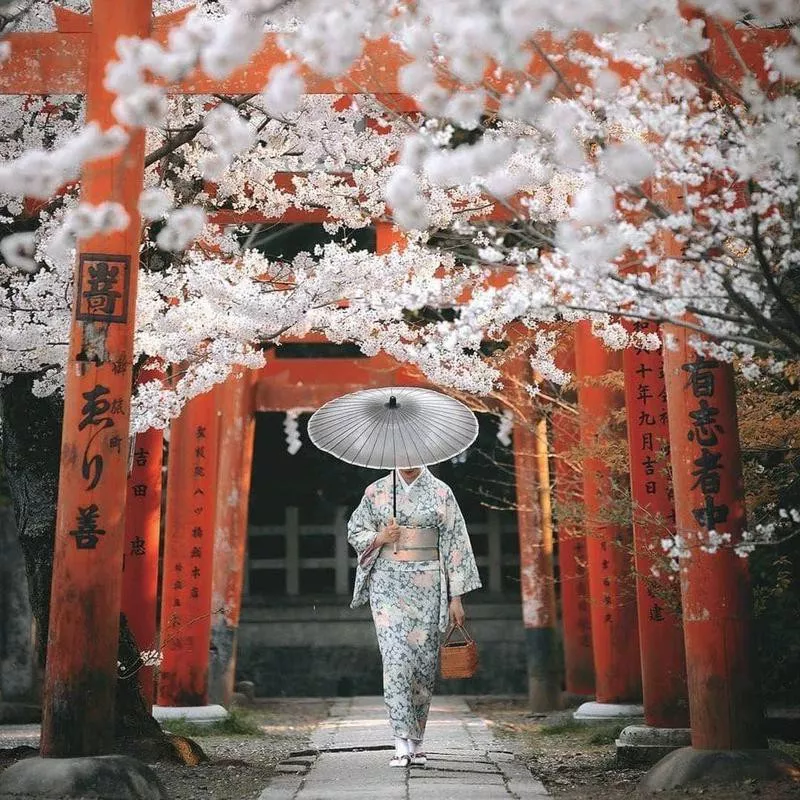 Sakuras in Kyoto