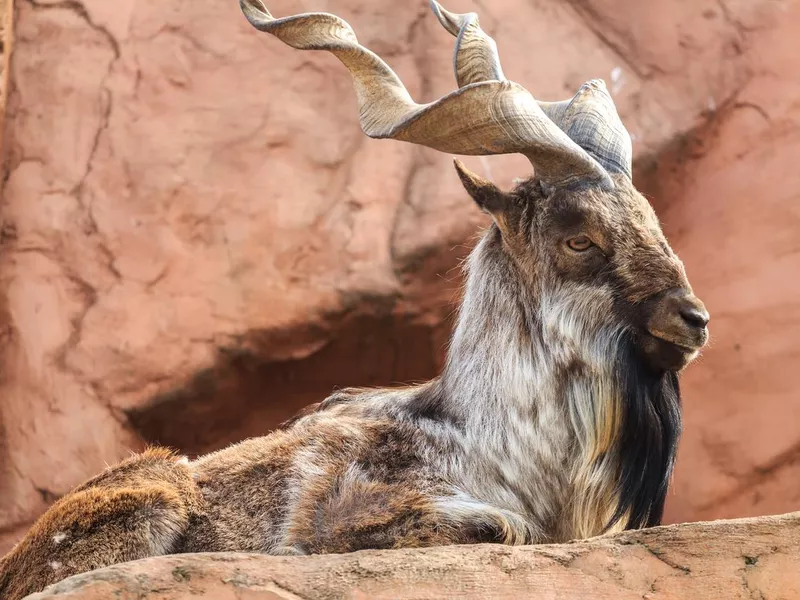 Markhor