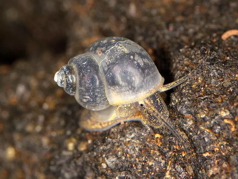 Freshwater snail