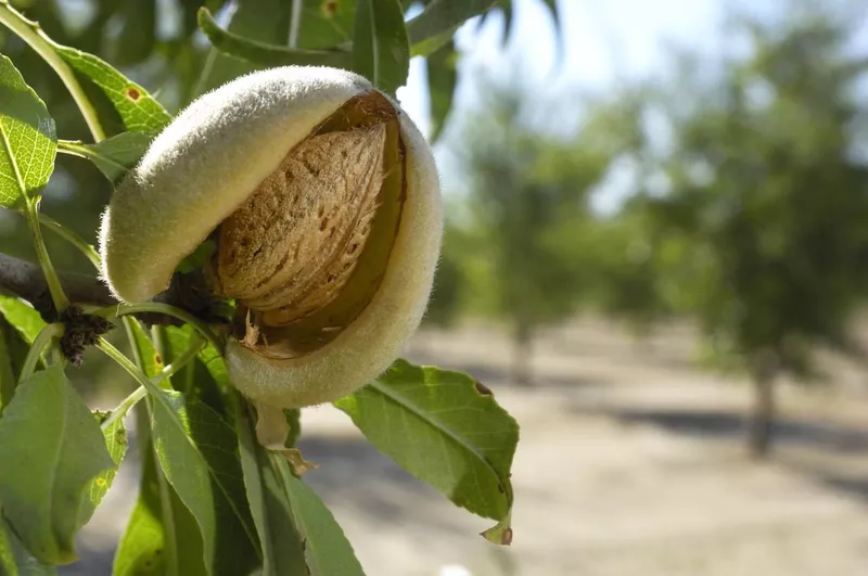 Ripe almond tree