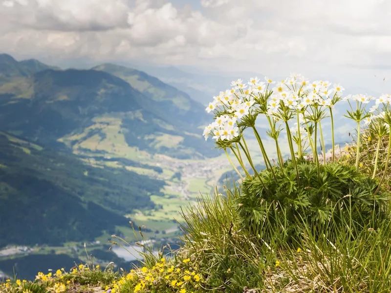 Wild Flowers on Kitbuheler Horn in Kitzbuhel, Austria