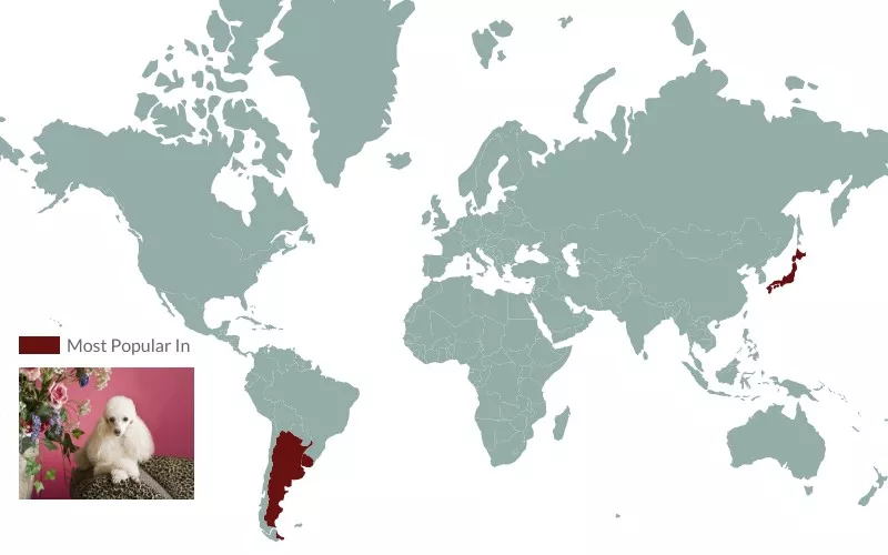 poodle popularity worldwide