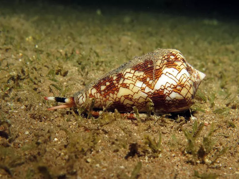 Cone snail in sand