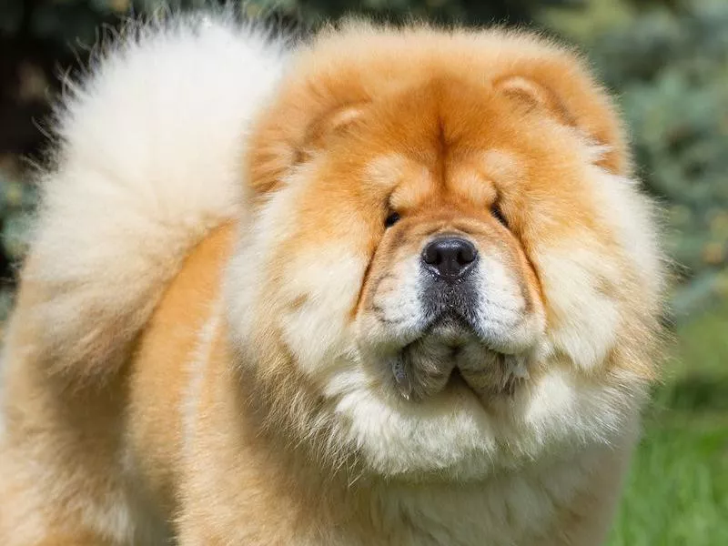 Chow Chow