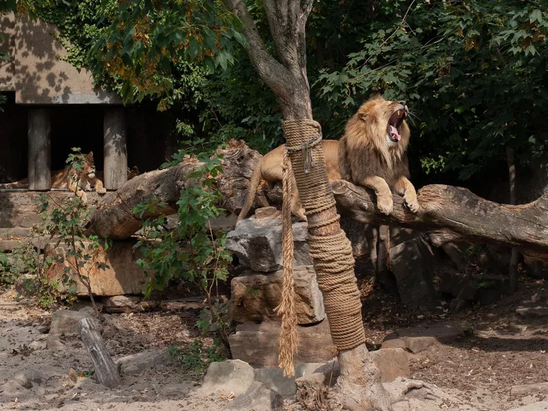 Artis Royal Zoo