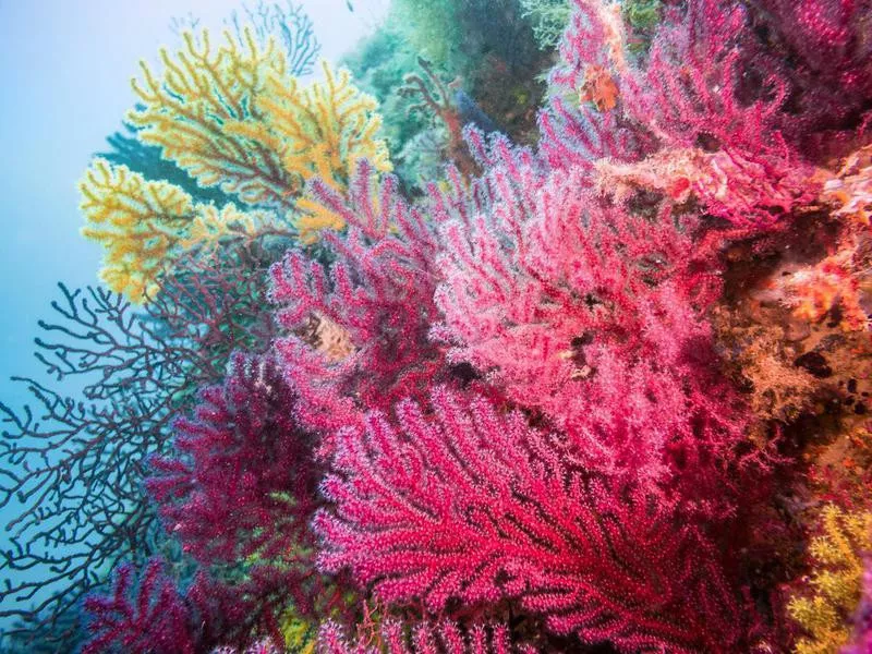 Coral reef