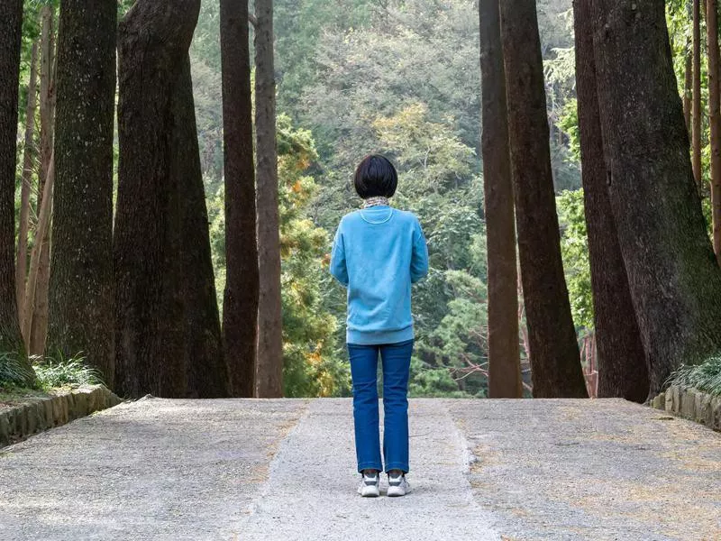 Hinoki Cypress tree forest in Beopgi-ri, Yangsan, South Korea.