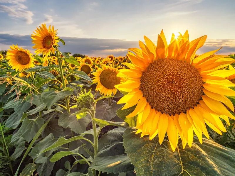 Beautiful sunflower field panorama in sunset in summer