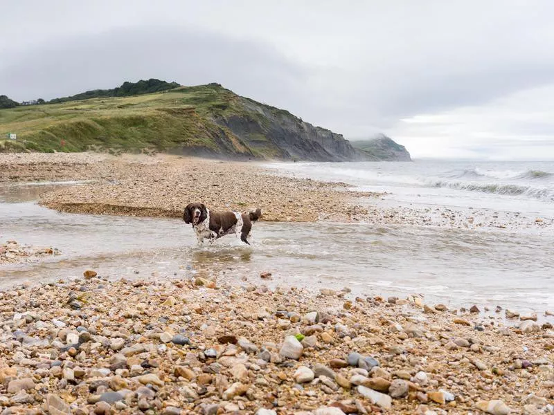 Charmouth Beach