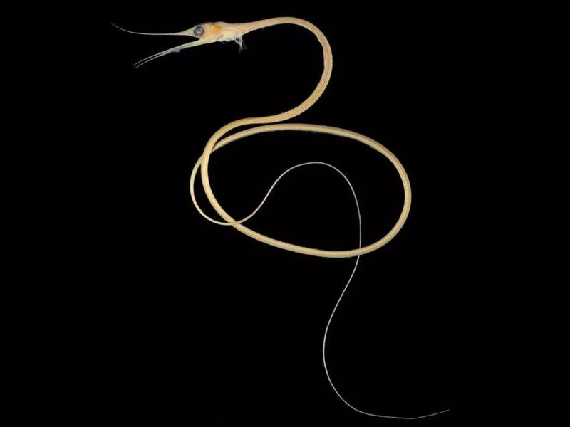 Slender Snipe Eel