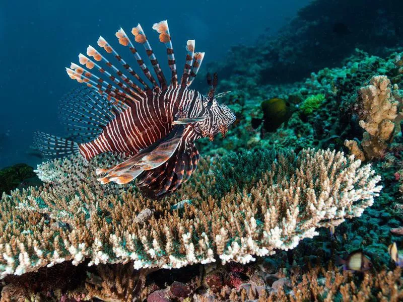 Lionfish on coral reef