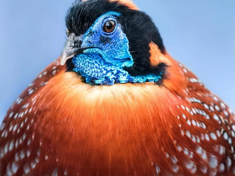 Temminck’s Tragopan