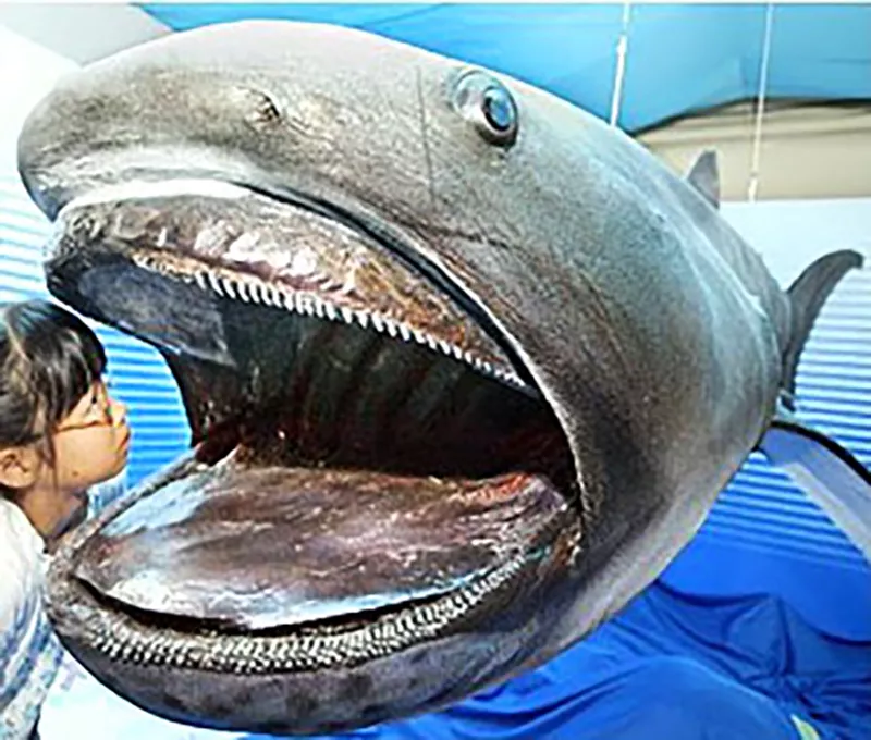 Megamouth Shark