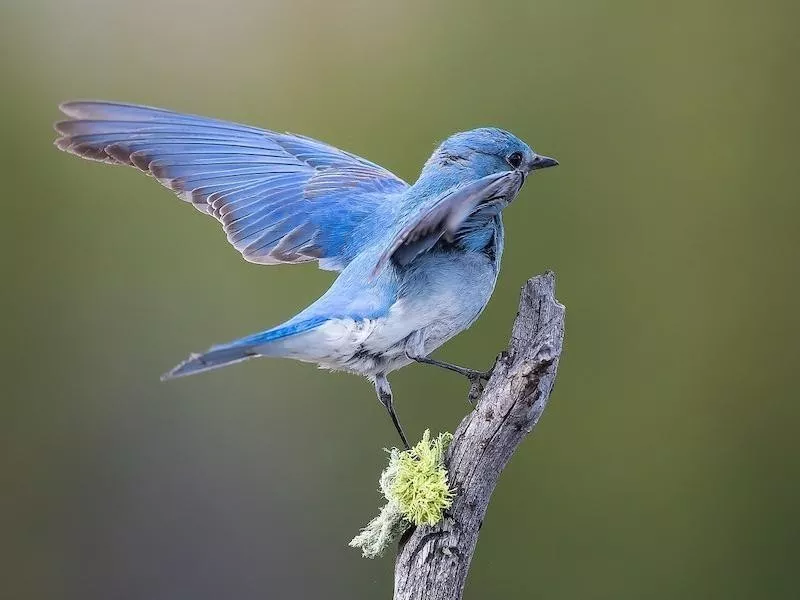 Mountain Bluebird