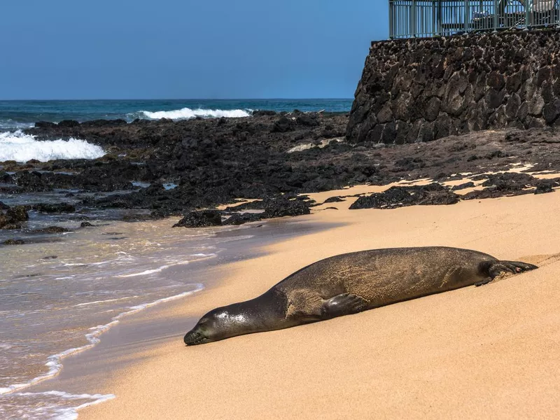 Seal at Poipu beach, Kauai, Hawaii