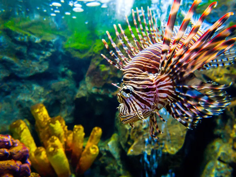 Common Lionfish