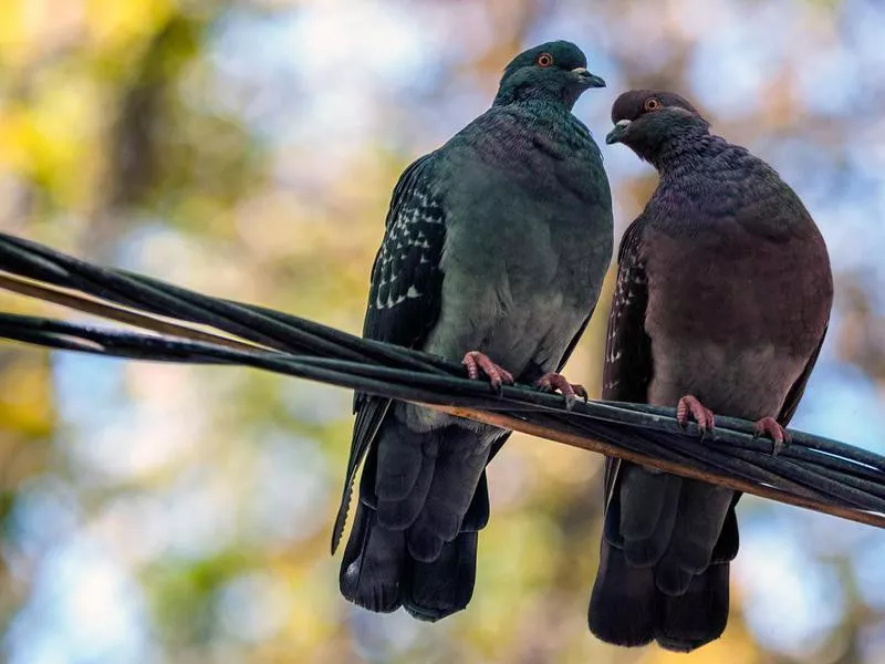 Two pidgeons on the wire