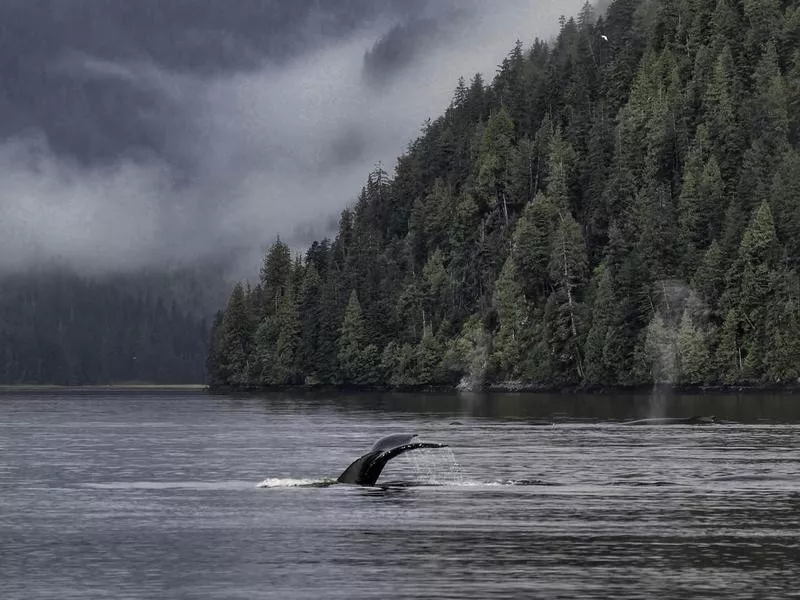 Great Bear Rainforest