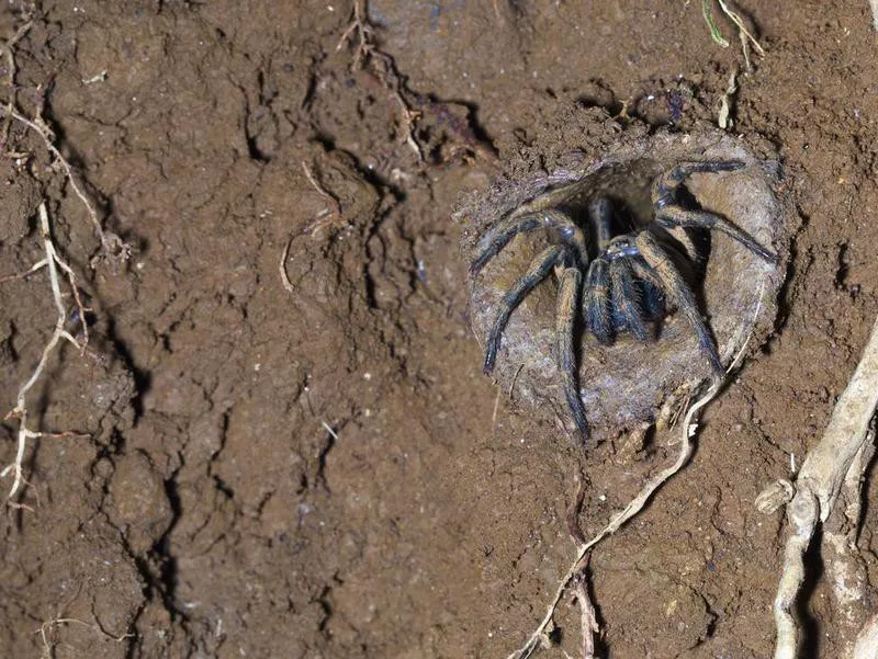 Trapdoor spider