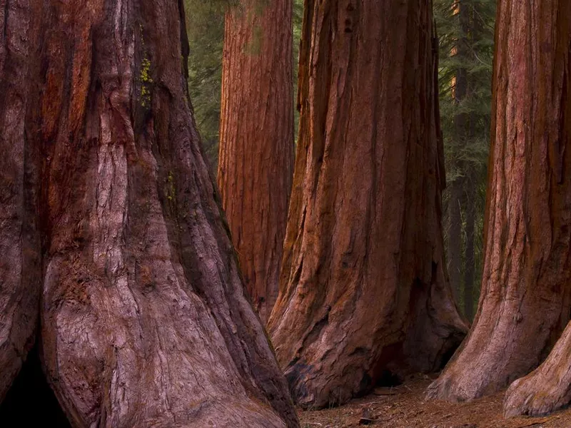 Mariposa Grove Trees in Redwood National Park