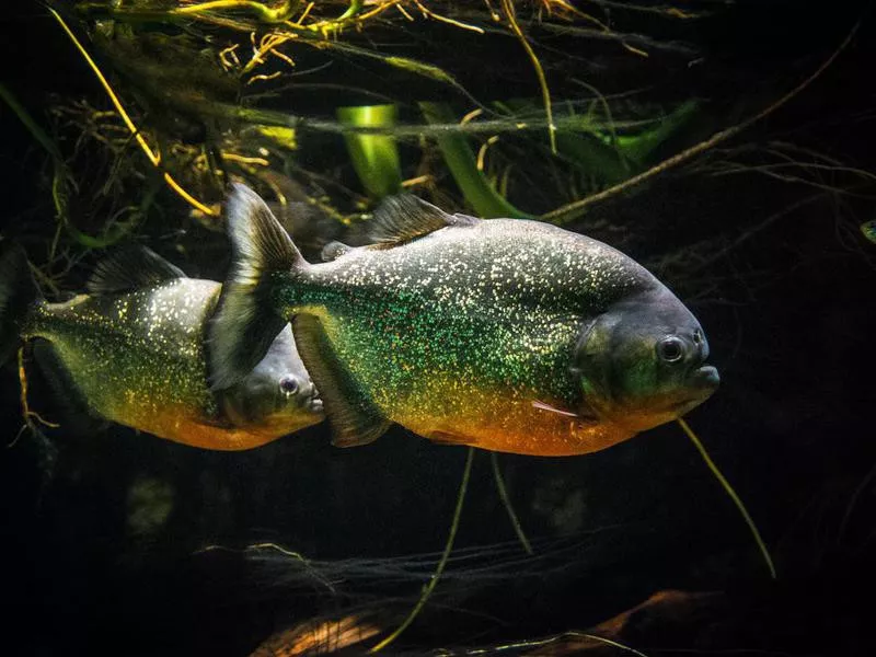 Piranhas in the Amazon River