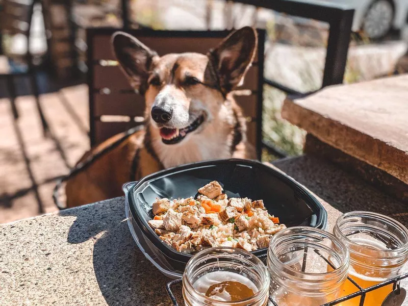 Dog eating at Lazy Dog