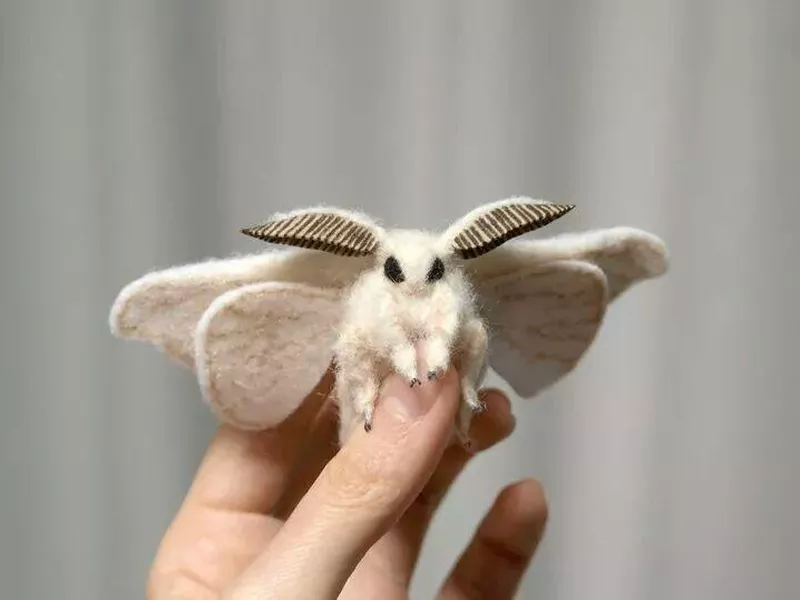 Holding a Venezuelan Poodle Moth