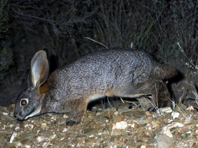 Riverine Rabbit at night