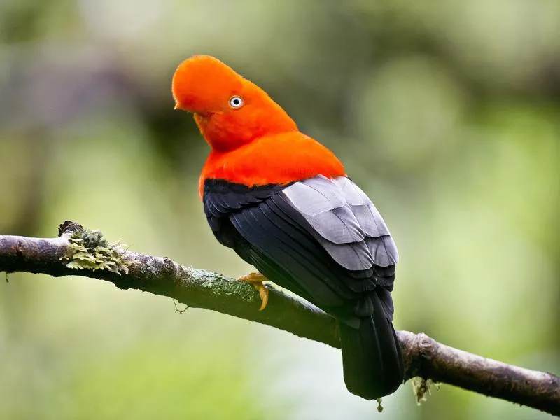 Andean Cock of the Rock