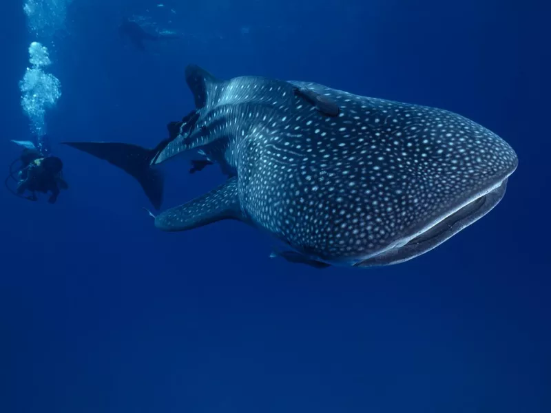 Swimming with whale sharks