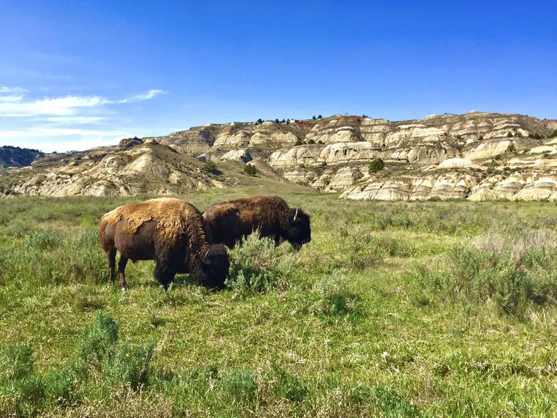 Grazing Bison, Theodore Roosevelt National Park