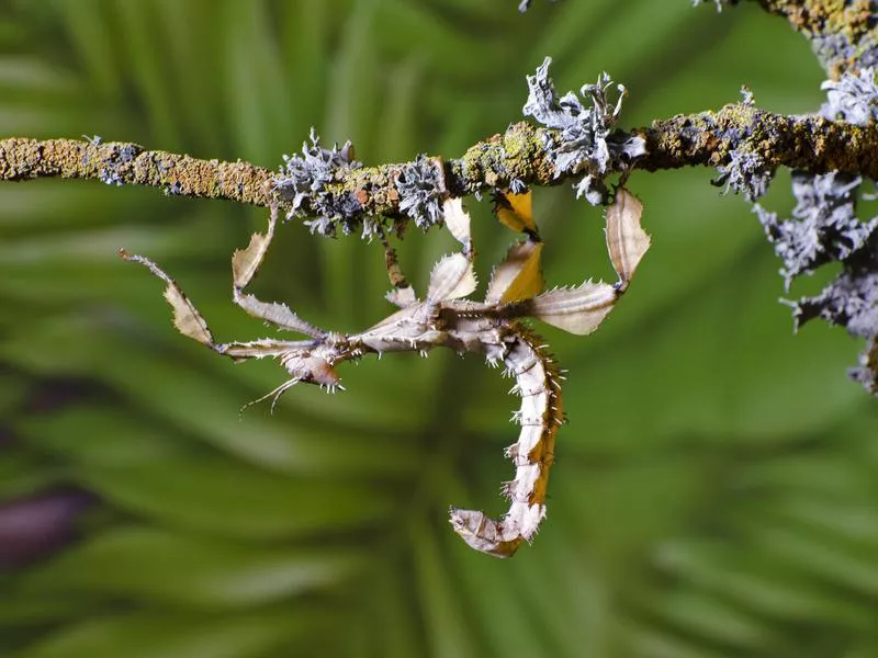 Cool animals: Stick Insect closeup