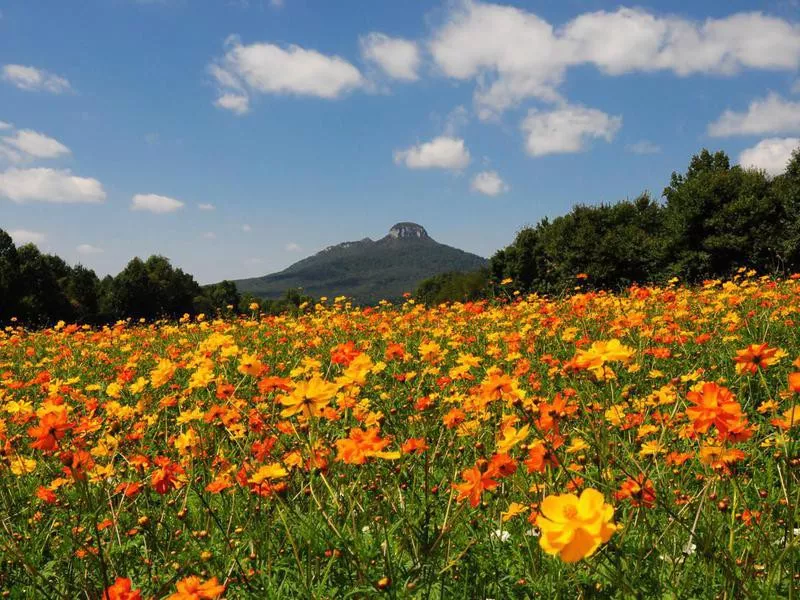 Pilot Mountain in spring