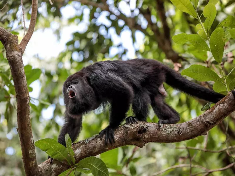 howler monkeys