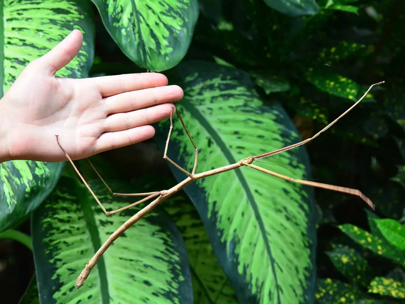 Stick Insect